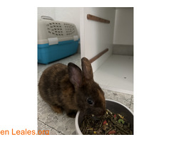 Conejo de pocos meses