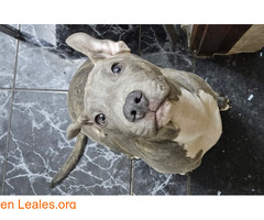 American Staffordshire