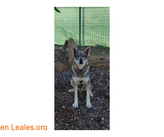 Lobo Herreño 2 años noble y cariñoso / 2