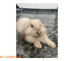 BINGO (conejito belier en adopción)