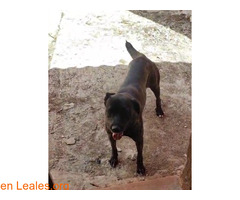 Se busca familia definitiva / 2