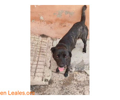 Se busca familia definitiva / 3