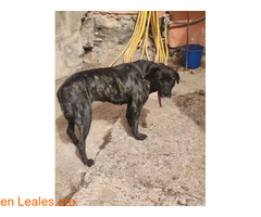 Se busca familia definitiva / 4