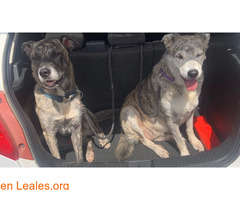 Busco adopción definitiva / 2