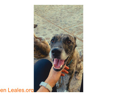Busco adopción definitiva / 3
