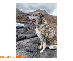 Busco adopción definitiva / 4