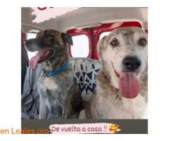 Busco adopción definitiva / 5