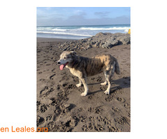 Busco adopción definitiva / 6