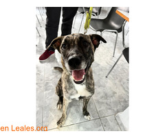 Busco adopción definitiva / 7