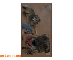 Busco adopción definitiva / 8