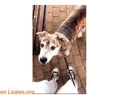 Busco adopción definitiva / 9