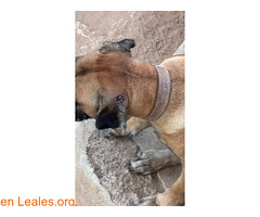 Perro con heridas encadenado 24/7 / 6