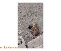 Perro con heridas encadenado 24/7 / 8