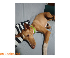 Podenco Canario en Adopcion