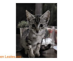 Gatito busca casa / 2