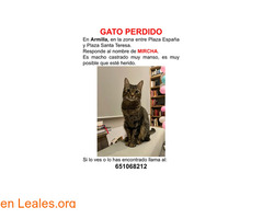 Gato perdido en Armilla
