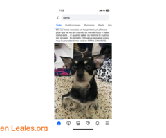 Perrita ya adoptada / 3