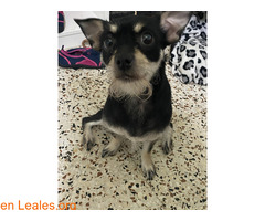 Perrita ya adoptada / 4