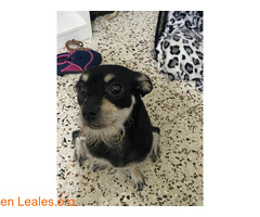 Perrita ya adoptada / 5