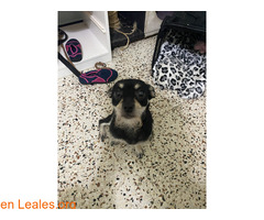 Perrita ya adoptada / 6