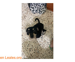 Perrita ya adoptada / 7