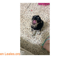 Perrita ya adoptada / 8