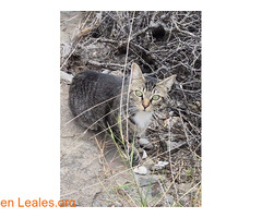 Gatita de 1año