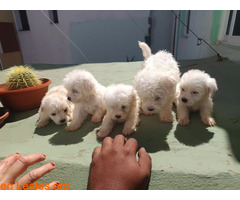 Caniches ya adoptados