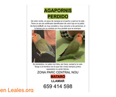 Agapornis perdido mataró