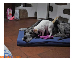 Busco acogida de 1 año para mis niños / 6