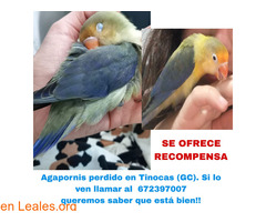 AGAPORNIS PERDIDO EN TINOCAS / 2