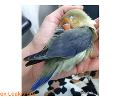 AGAPORNIS PERDIDO EN TINOCAS / 3