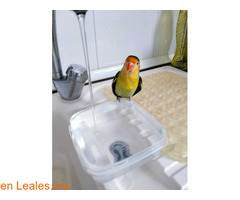 AGAPORNIS PERDIDO EN TINOCAS / 4