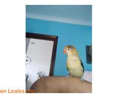 AGAPORNIS PERDIDO EN TINOCAS / 5