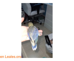 AGAPORNIS PERDIDO EN TINOCAS / 6