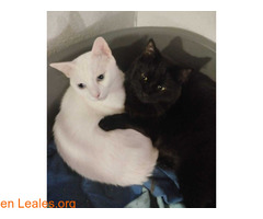 Copito y Lobo Busca adopción