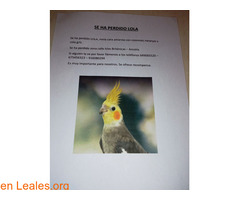 Perdida ninfa en Fuenlabrada en Madrid / 2