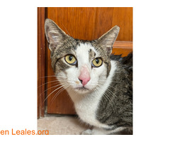 Skol busca hogar / 2