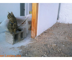 Gata castrada perdida / 2