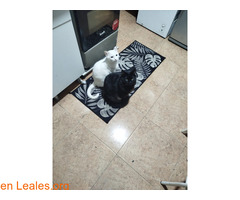 Gatito macho en adopción