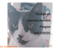 Pimpim gato perdido