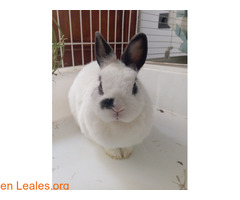 Conejita en adopción