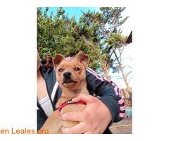 Perro de mi abuelo desaparecido / 2