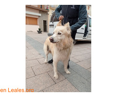 LOBO ADOPTADO