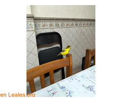 ¡SE HA ENCONTRADO UN PÁJARO! / 1