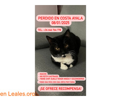 PERDIDO GATO EN COSTA AYALA LPGC