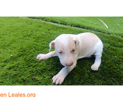 Cachorros ya adoptados