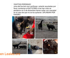 Gatas perdidas