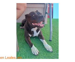 Buscamos familia para Leles / 3