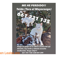 URGENTE GATO PERDIDO
